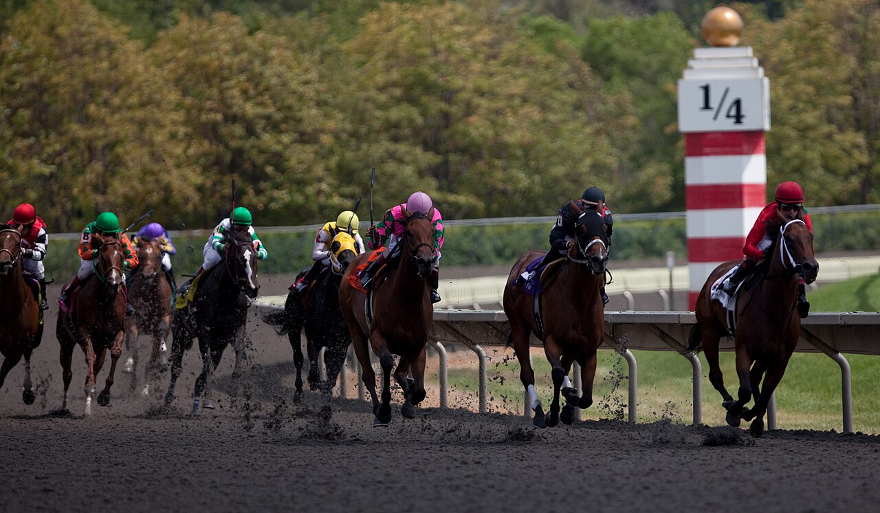 A field of thoroughbreds rounding the far turn at an American racetrack.