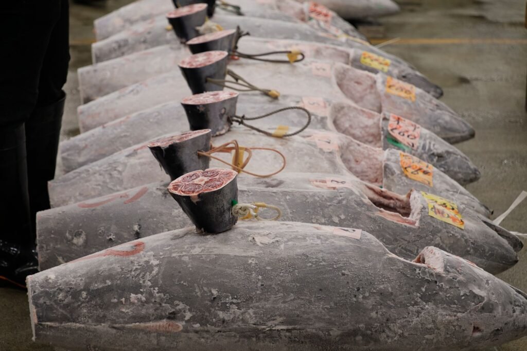 Freshly frozen tuna lined up for auction at a fish market in Tokyo, Japan.